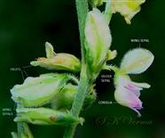  Flowers and Fruits ( All parts pubescent)